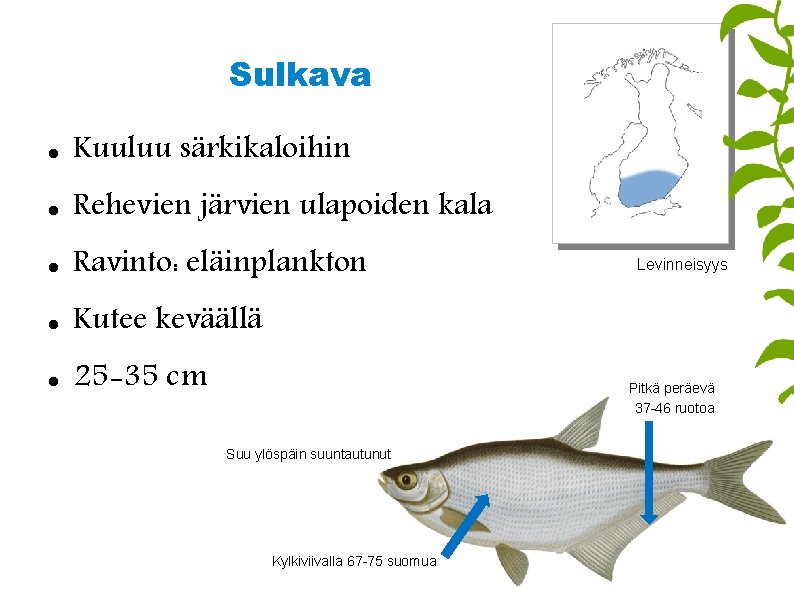 Sulkava Kuuluu särkikaloihin Rehevien järvien ulapoiden kala Ravinto: eläinplankton Kutee keväällä 25 -35 cm