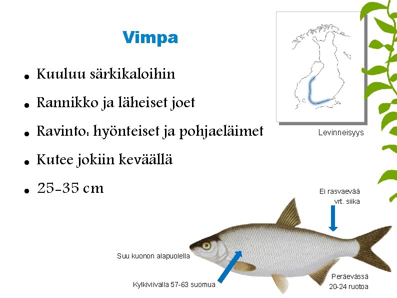 Vimpa Kuuluu särkikaloihin Rannikko ja läheiset joet Ravinto: hyönteiset ja pohjaeläimet Kutee jokiin keväällä