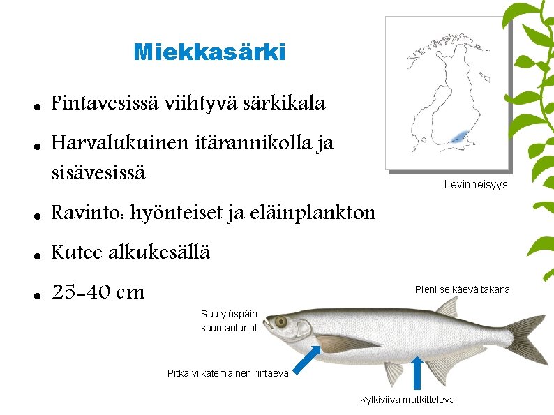 Miekkasärki Pintavesissä viihtyvä särkikala Harvalukuinen itärannikolla ja sisävesissä Levinneisyys Ravinto: hyönteiset ja eläinplankton Kutee