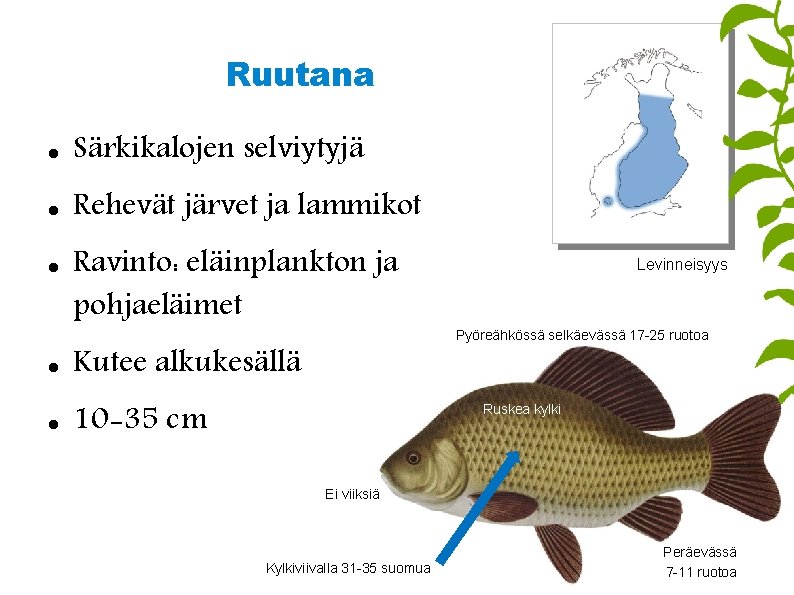 Ruutana Särkikalojen selviytyjä Rehevät järvet ja lammikot Ravinto: eläinplankton ja pohjaeläimet Kutee alkukesällä 10