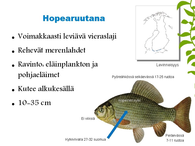 Hopearuutana Voimakkaasti leviävä vieraslaji Rehevät merenlahdet Ravinto: eläinplankton ja pohjaeläimet Kutee alkukesällä 10 -35