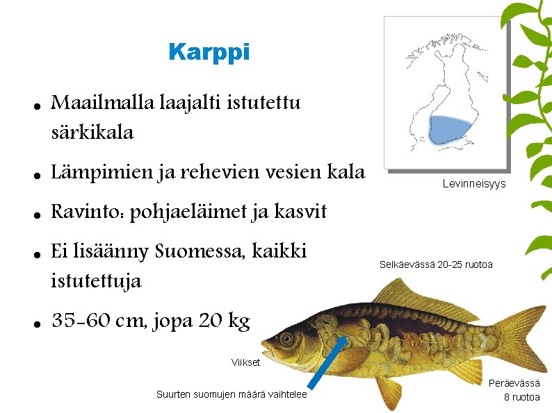 Karppi Maailmalla laajalti istutettu särkikala Lämpimien ja rehevien vesien kala Ravinto: pohjaeläimet ja kasvit