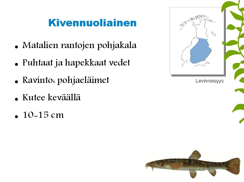 Kivennuoliainen Matalien rantojen pohjakala Puhtaat ja hapekkaat vedet Ravinto: pohjaeläimet Kutee keväällä 10 -15