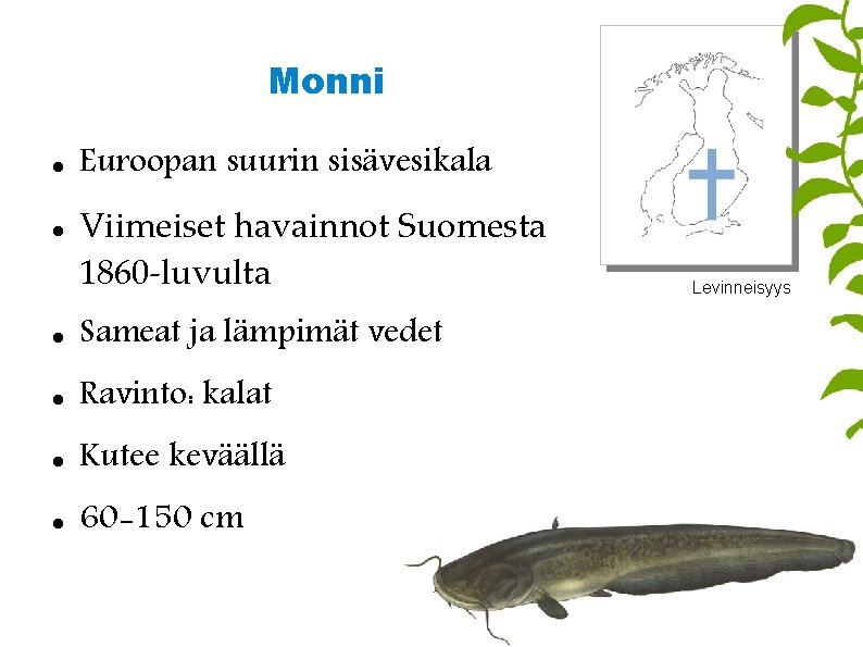 Monni Euroopan suurin sisävesikala Viimeiset havainnot Suomesta 1860 -luvulta Sameat ja lämpimät vedet Ravinto: