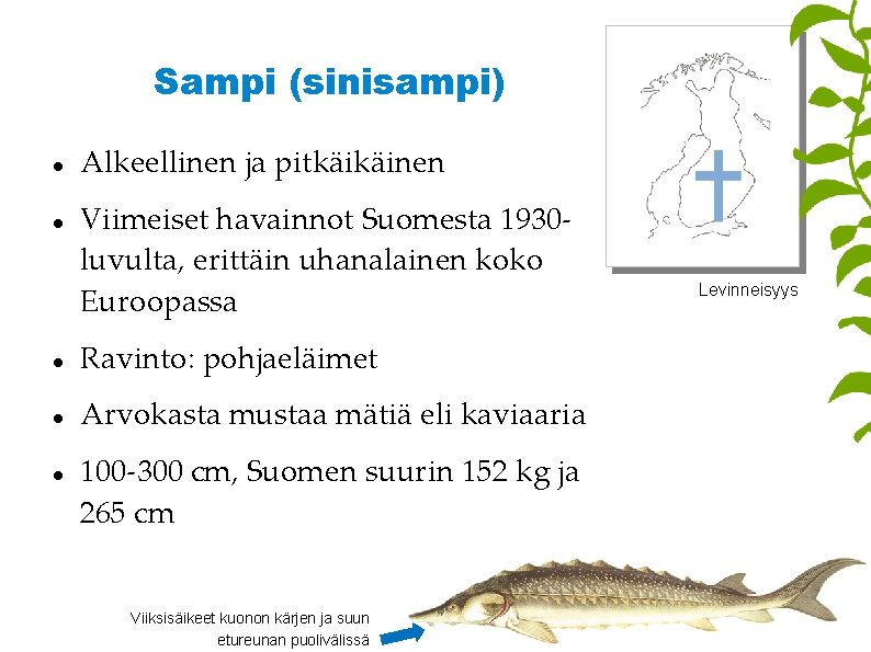 Sampi (sinisampi) Alkeellinen ja pitkäikäinen Viimeiset havainnot Suomesta 1930 luvulta, erittäin uhanalainen koko Euroopassa