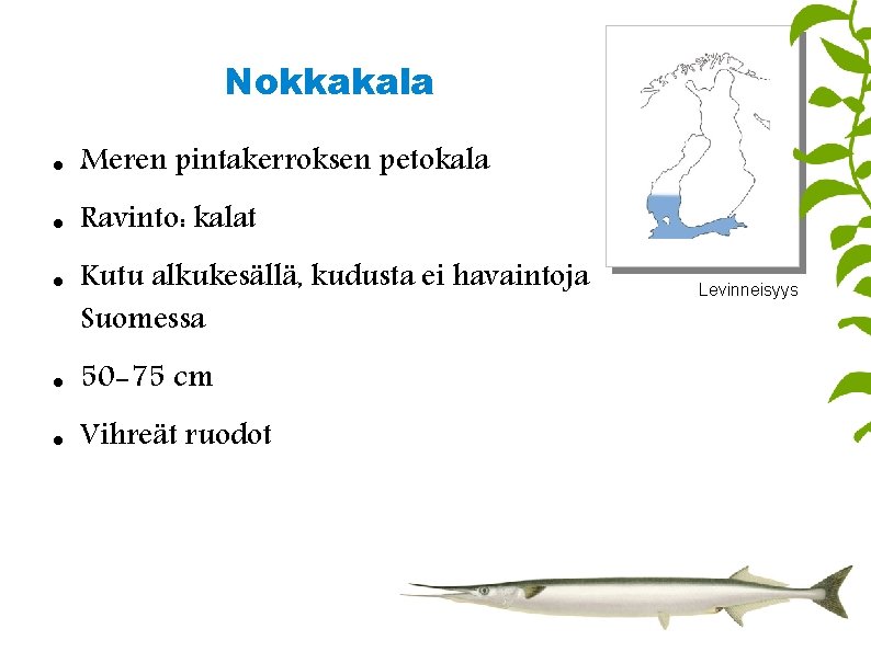 Nokkakala Meren pintakerroksen petokala Ravinto: kalat Kutu alkukesällä, kudusta ei havaintoja Suomessa 50 -75