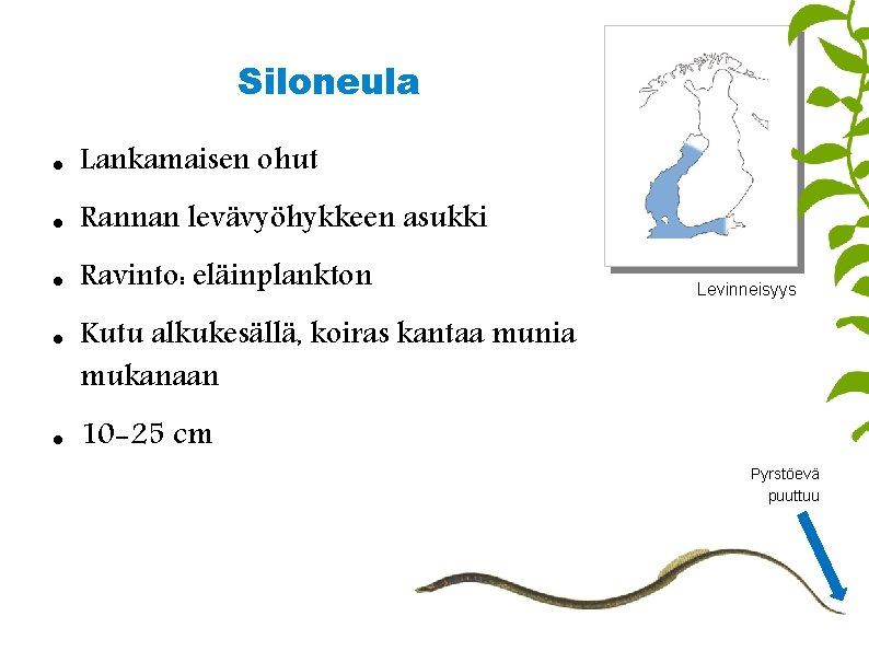 Siloneula Lankamaisen ohut Rannan levävyöhykkeen asukki Ravinto: eläinplankton Levinneisyys Kutu alkukesällä, koiras kantaa munia