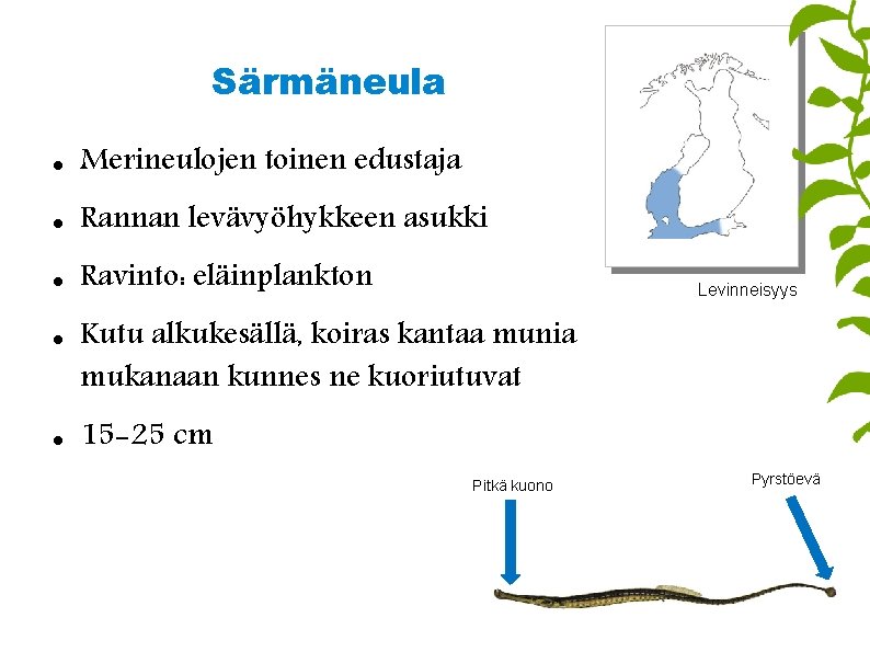 Särmäneula Merineulojen toinen edustaja Rannan levävyöhykkeen asukki Ravinto: eläinplankton Levinneisyys Kutu alkukesällä, koiras kantaa