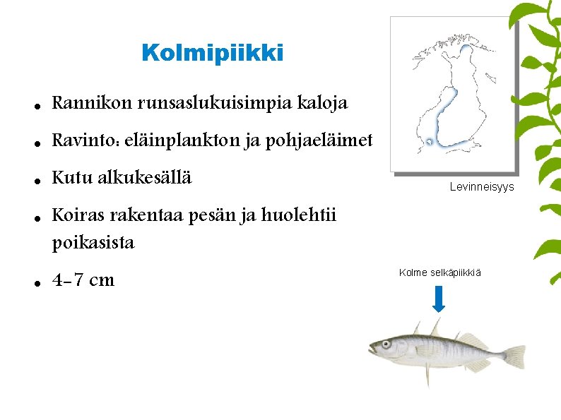 Kolmipiikki Rannikon runsaslukuisimpia kaloja Ravinto: eläinplankton ja pohjaeläimet Kutu alkukesällä Levinneisyys Koiras rakentaa pesän