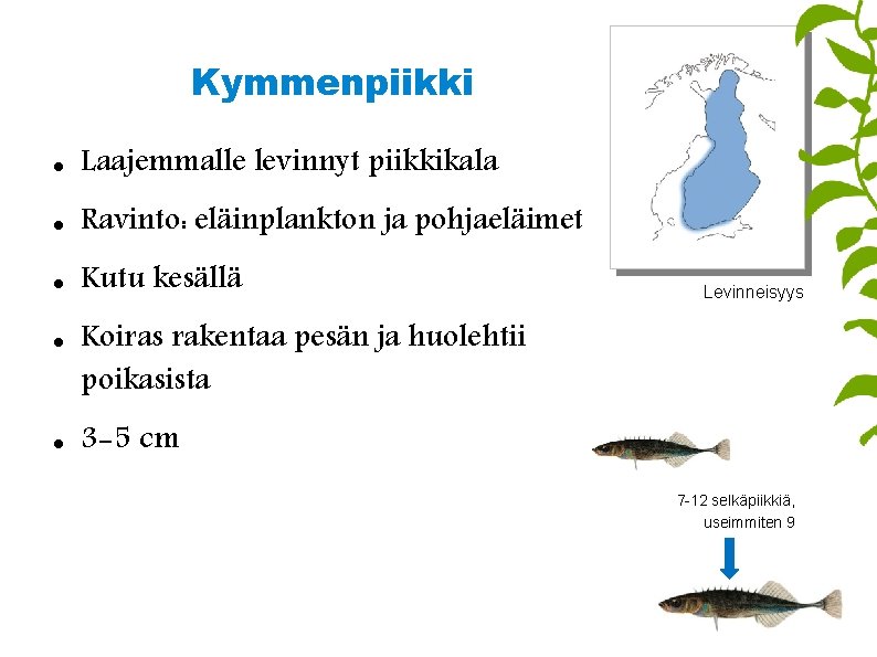 Kymmenpiikki Laajemmalle levinnyt piikkikala Ravinto: eläinplankton ja pohjaeläimet Kutu kesällä Levinneisyys Koiras rakentaa pesän