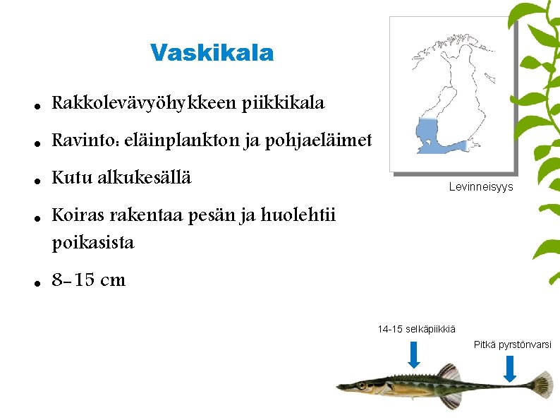 Vaskikala Rakkolevävyöhykkeen piikkikala Ravinto: eläinplankton ja pohjaeläimet Kutu alkukesällä Levinneisyys Koiras rakentaa pesän ja