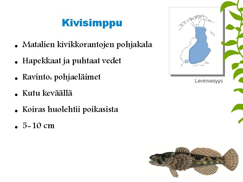 Kivisimppu Matalien kivikkorantojen pohjakala Hapekkaat ja puhtaat vedet Ravinto: pohjaeläimet Kutu keväällä Koiras huolehtii