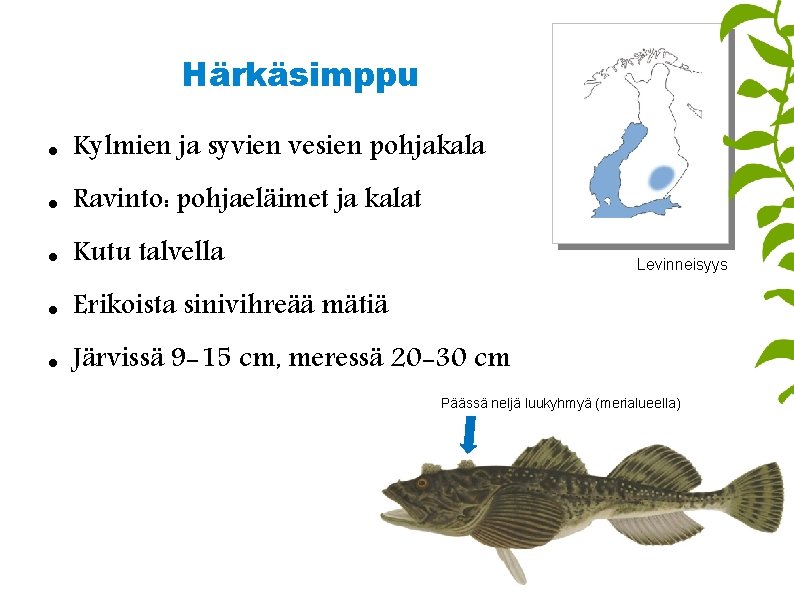 Härkäsimppu Kylmien ja syvien vesien pohjakala Ravinto: pohjaeläimet ja kalat Kutu talvella Erikoista sinivihreää