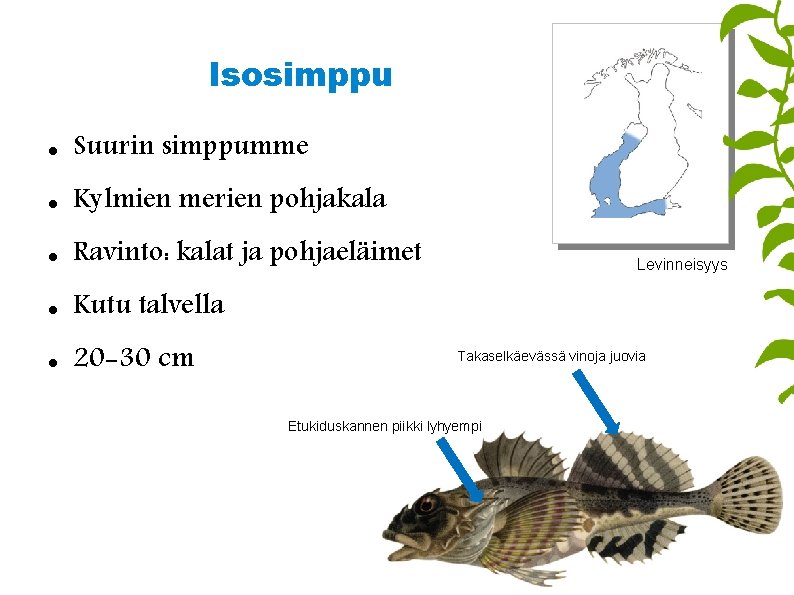 Isosimppu Suurin simppumme Kylmien merien pohjakala Ravinto: kalat ja pohjaeläimet Kutu talvella 20 -30