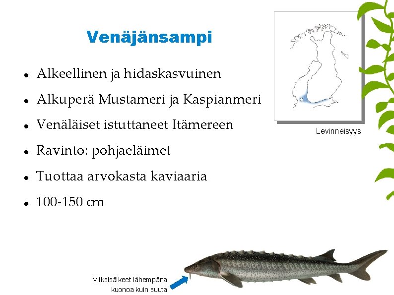 Venäjänsampi Alkeellinen ja hidaskasvuinen Alkuperä Mustameri ja Kaspianmeri Venäläiset istuttaneet Itämereen Ravinto: pohjaeläimet Tuottaa