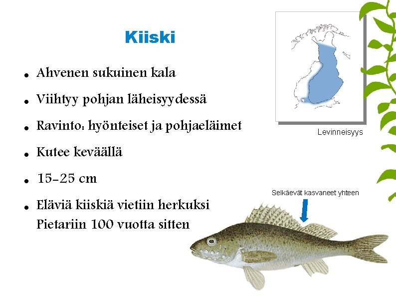 Kiiski Ahvenen sukuinen kala Viihtyy pohjan läheisyydessä Ravinto: hyönteiset ja pohjaeläimet Kutee keväällä 15