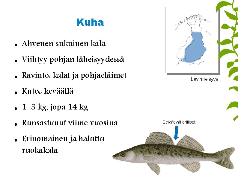 Kuha Ahvenen sukuinen kala Viihtyy pohjan läheisyydessä Ravinto: kalat ja pohjaeläimet Kutee keväällä 1