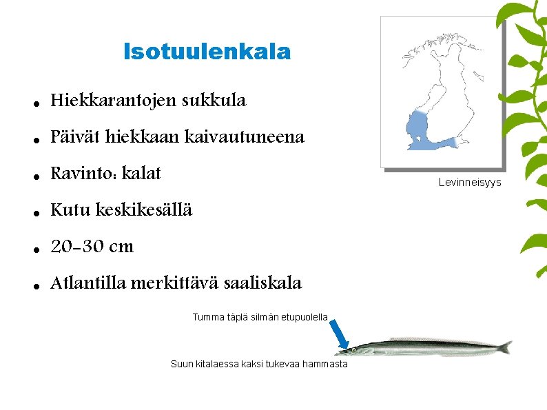 Isotuulenkala Hiekkarantojen sukkula Päivät hiekkaan kaivautuneena Ravinto: kalat Kutu keskikesällä 20 -30 cm Atlantilla