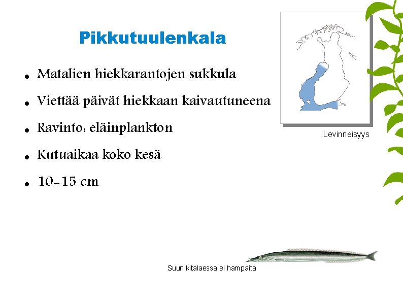 Pikkutuulenkala Matalien hiekkarantojen sukkula Viettää päivät hiekkaan kaivautuneena Ravinto: eläinplankton Kutuaikaa koko kesä 10