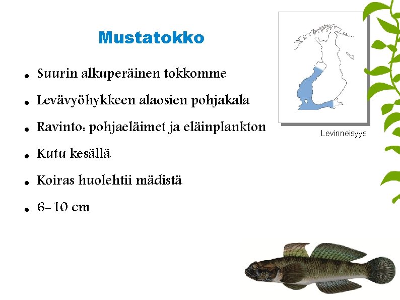 Mustatokko Suurin alkuperäinen tokkomme Levävyöhykkeen alaosien pohjakala Ravinto: pohjaeläimet ja eläinplankton Kutu kesällä Koiras