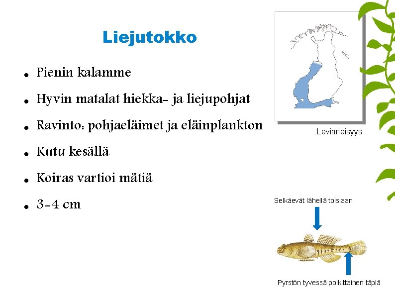 Liejutokko Pienin kalamme Hyvin matalat hiekka- ja liejupohjat Ravinto: pohjaeläimet ja eläinplankton Kutu kesällä