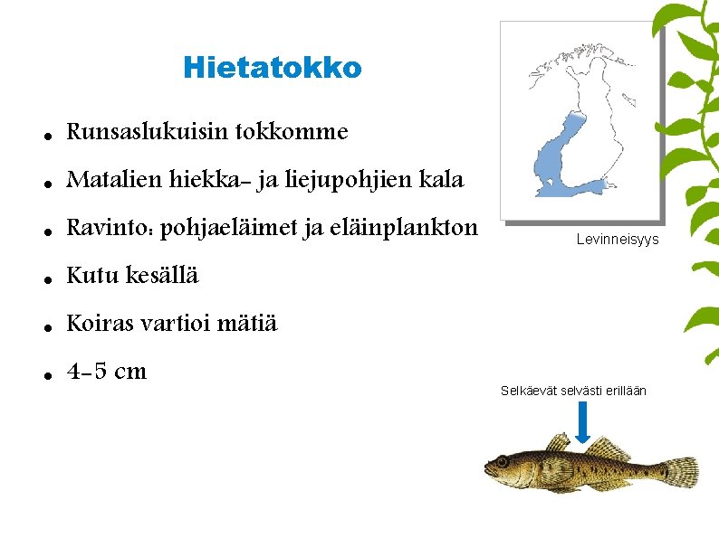 Hietatokko Runsaslukuisin tokkomme Matalien hiekka- ja liejupohjien kala Ravinto: pohjaeläimet ja eläinplankton Kutu kesällä