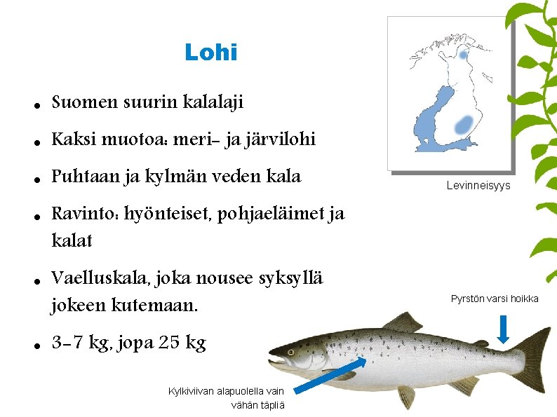 Lohi Suomen suurin kalalaji Kaksi muotoa: meri- ja järvilohi Puhtaan ja kylmän veden kala