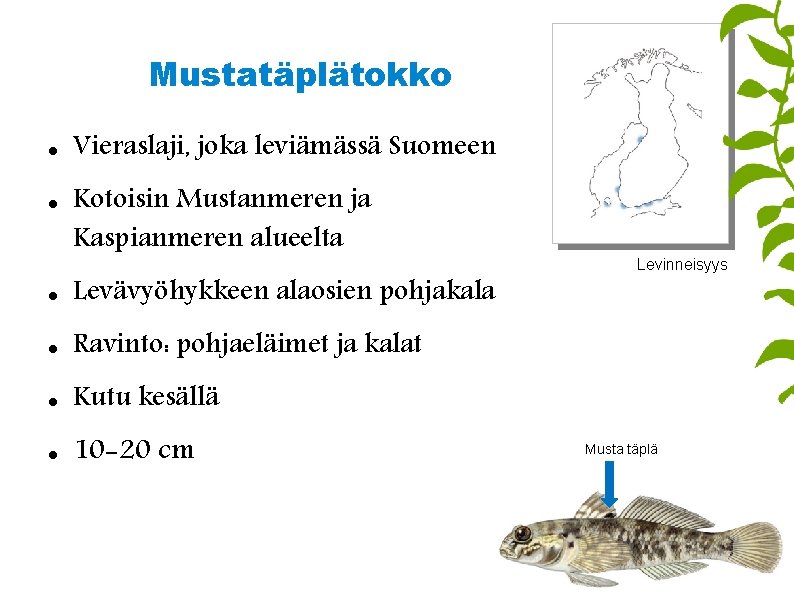 Mustatäplätokko Vieraslaji, joka leviämässä Suomeen Kotoisin Mustanmeren ja Kaspianmeren alueelta Levävyöhykkeen alaosien pohjakala Ravinto: