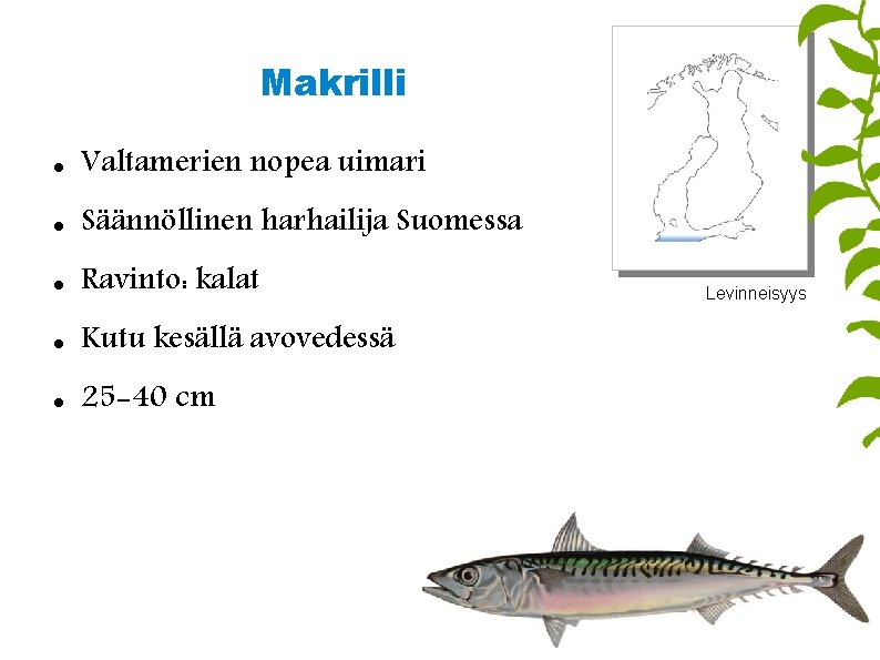 Makrilli Valtamerien nopea uimari Säännöllinen harhailija Suomessa Ravinto: kalat Kutu kesällä avovedessä 25 -40