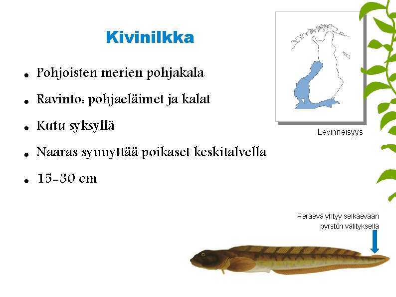 Kivinilkka Pohjoisten merien pohjakala Ravinto: pohjaeläimet ja kalat Kutu syksyllä Naaras synnyttää poikaset keskitalvella