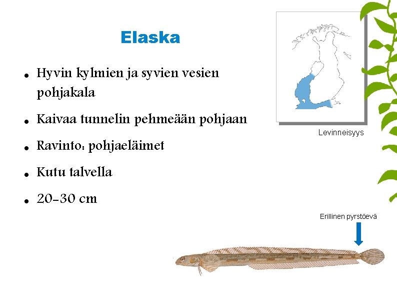 Elaska Hyvin kylmien ja syvien vesien pohjakala Kaivaa tunnelin pehmeään pohjaan Ravinto: pohjaeläimet Kutu