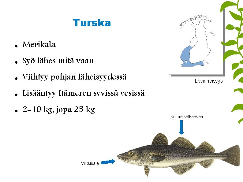 Turska Merikala Syö lähes mitä vaan Viihtyy pohjan läheisyydessä Lisääntyy Itämeren syvissä vesissä 2