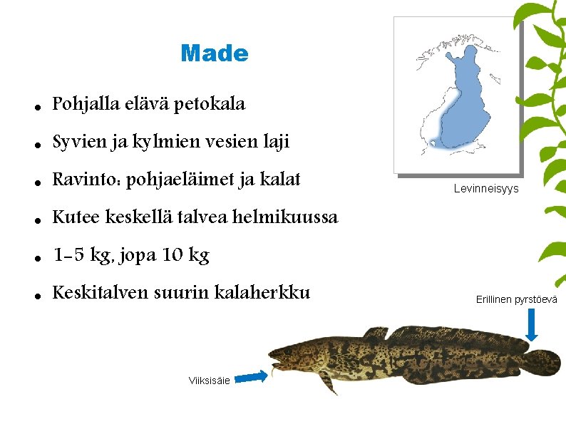 Made Pohjalla elävä petokala Syvien ja kylmien vesien laji Ravinto: pohjaeläimet ja kalat Kutee