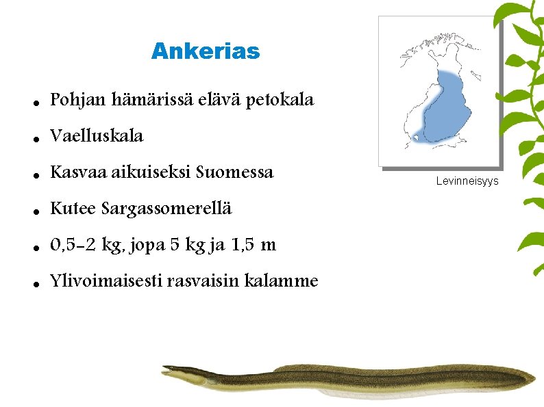 Ankerias Pohjan hämärissä elävä petokala Vaelluskala Kasvaa aikuiseksi Suomessa Kutee Sargassomerellä 0, 5 -2