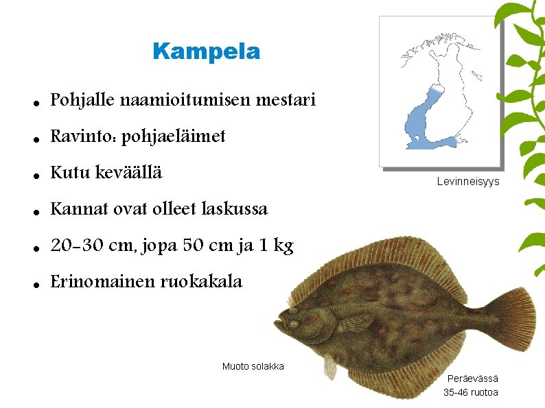 Kampela Pohjalle naamioitumisen mestari Ravinto: pohjaeläimet Kutu keväällä Kannat ovat olleet laskussa 20 -30