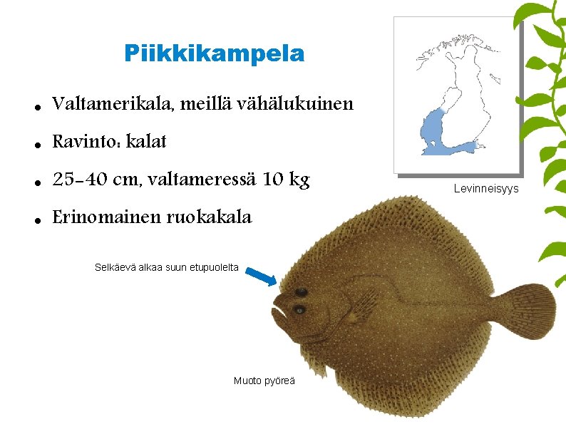 Piikkikampela Valtamerikala, meillä vähälukuinen Ravinto: kalat 25 -40 cm, valtameressä 10 kg Erinomainen ruokakala