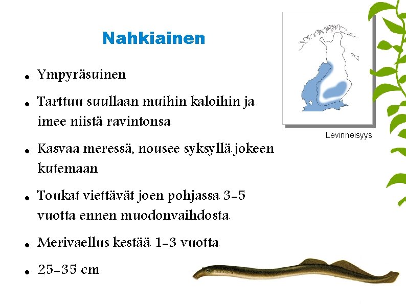 Nahkiainen Ympyräsuinen Tarttuu suullaan muihin kaloihin ja imee niistä ravintonsa Kasvaa meressä, nousee syksyllä