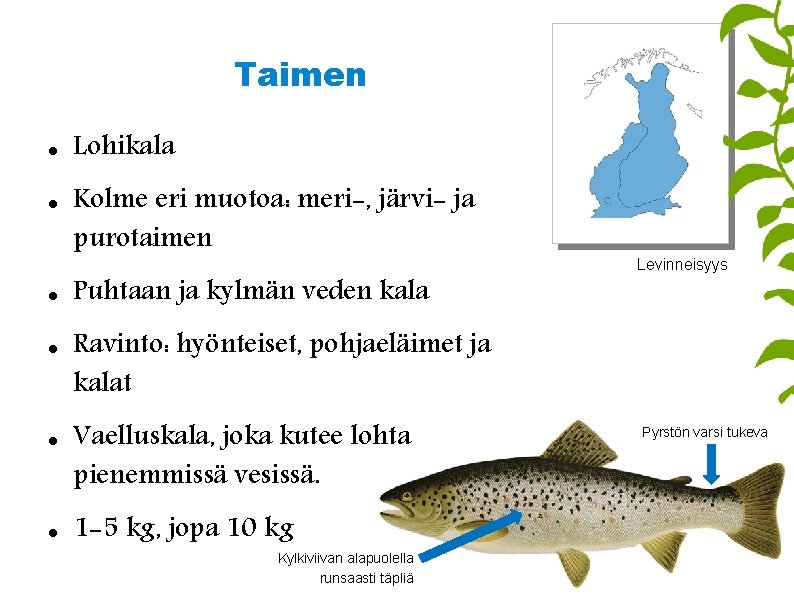 Taimen Lohikala Kolme eri muotoa: meri-, järvi- ja purotaimen Puhtaan ja kylmän veden kala