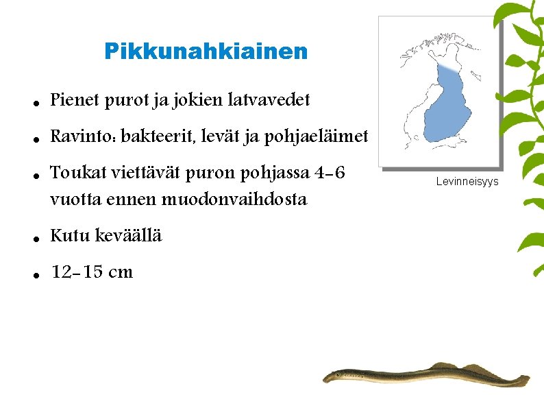 Pikkunahkiainen Pienet purot ja jokien latvavedet Ravinto: bakteerit, levät ja pohjaeläimet Toukat viettävät puron