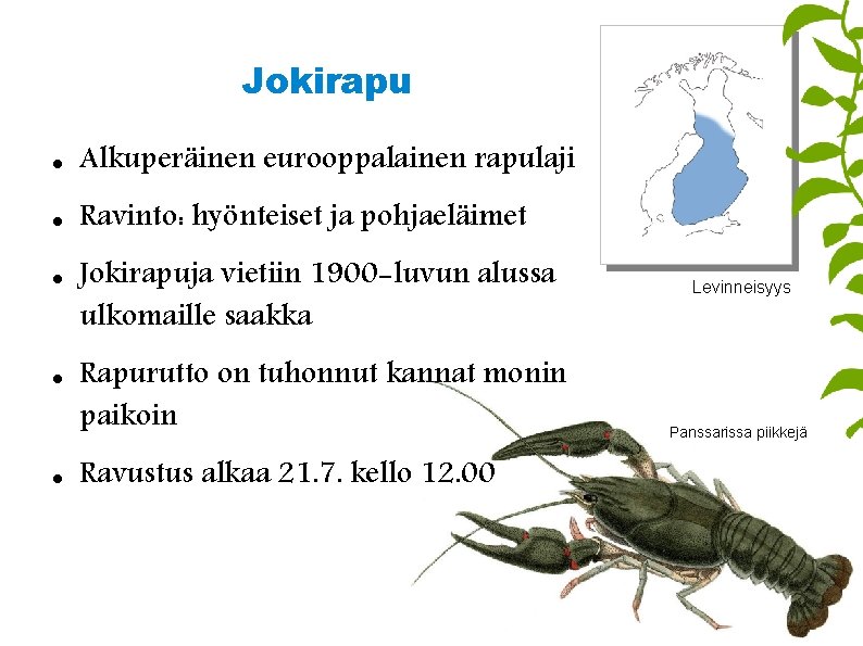 Jokirapu Alkuperäinen eurooppalainen rapulaji Ravinto: hyönteiset ja pohjaeläimet Jokirapuja vietiin 1900 -luvun alussa ulkomaille