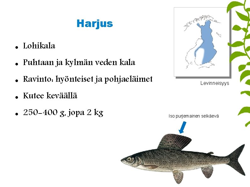 Harjus Lohikala Puhtaan ja kylmän veden kala Ravinto: hyönteiset ja pohjaeläimet Kutee keväällä 250