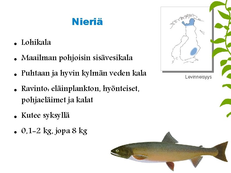 Nieriä Lohikala Maailman pohjoisin sisävesikala Puhtaan ja hyvin kylmän veden kala Ravinto: eläinplankton, hyönteiset,