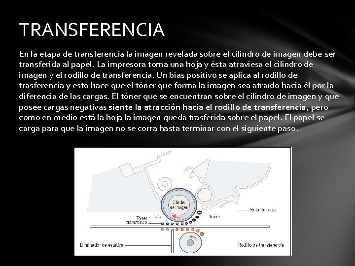 TRANSFERENCIA En la etapa de transferencia la imagen revelada sobre el cilindro de imagen