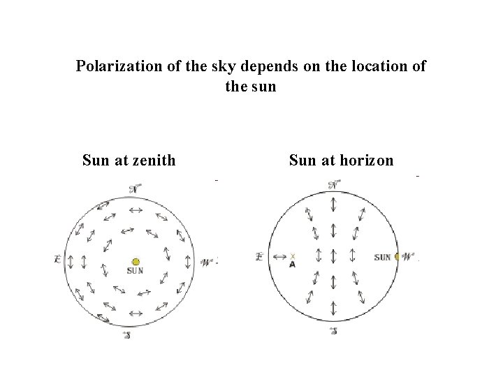 Polarization of the sky depends on the location of the sun Sun at zenith