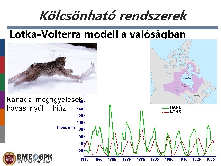 Kölcsönható rendszerek Lotka-Volterra modell a valóságban Kanadai megfigyelések havasi nyúl -- hiúz 