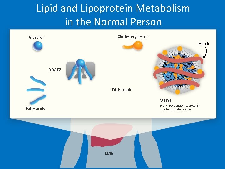 Lipid and Lipoprotein Metabolism in the Normal Person Cholesteryl ester Glycerol Apo B DGAT