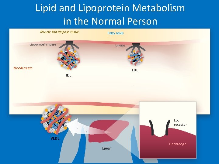 Lipid and Lipoprotein Metabolism in the Normal Person Muscle and adipose tissue Fatty acids