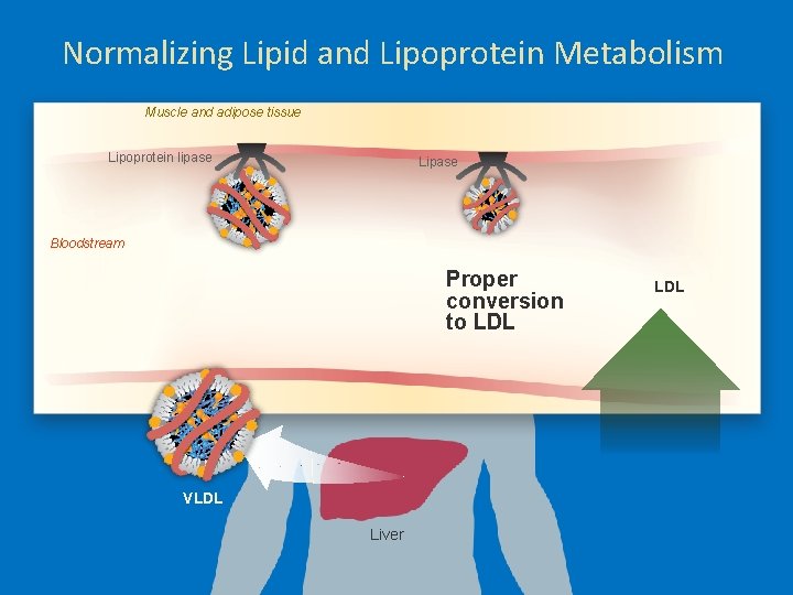 Normalizing Lipid and Lipoprotein Metabolism Muscle and adipose tissue Lipoprotein lipase Lipase Bloodstream Proper