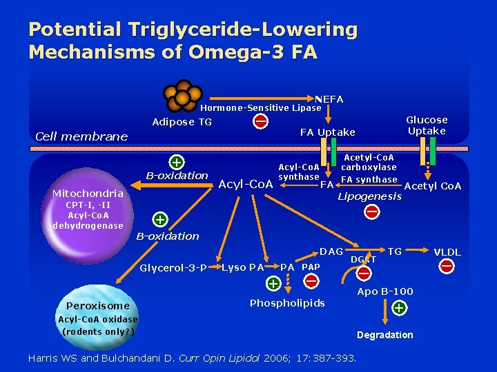 Potential Triglyceride-Lowering Mechanisms of Omega-3 FA NEFA Hormone-Sensitive Lipase Adipose TG Cell membrane –