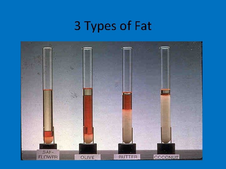 3 Types of Fat 